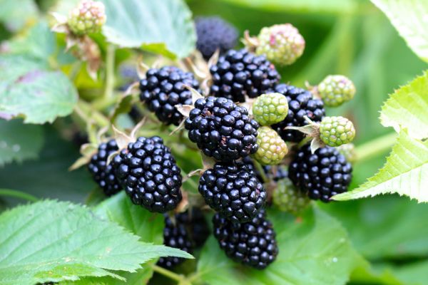 Blackberry Bush Removal in Olympia