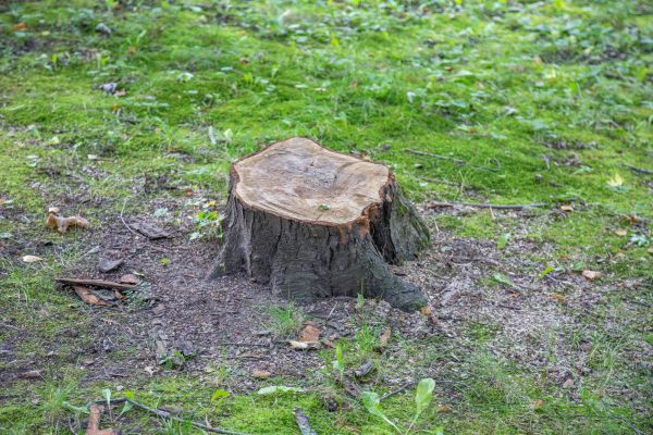 Bush Stump Removal in Olympia