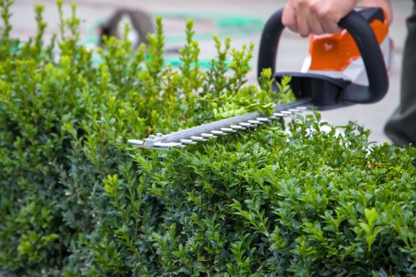 Hedge Pruning in Olympia