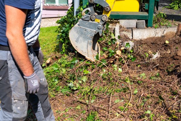 Hedge Removal Service in Olympia