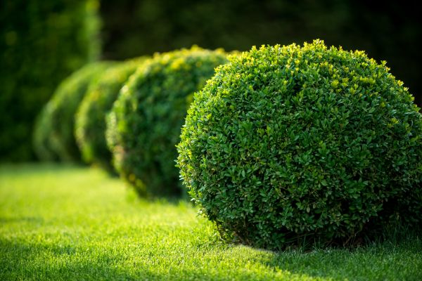 Cost of Bush Pruning in Olympia