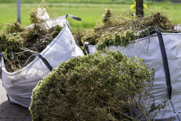Cost of Shrubs Removal in Olympia