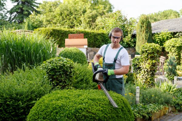 Shrubs Trimming in Olympia