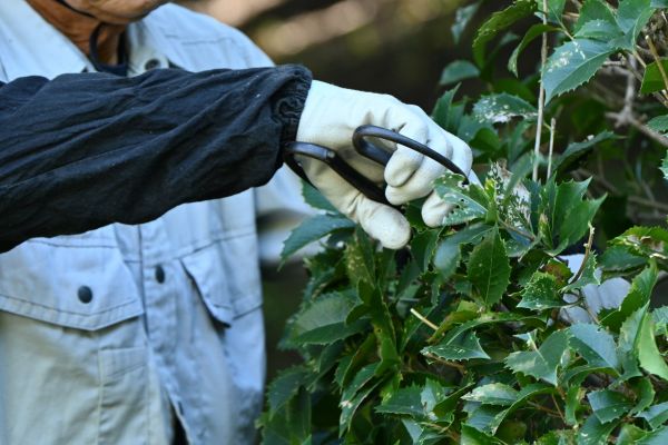 Holly Pruning in Olympia