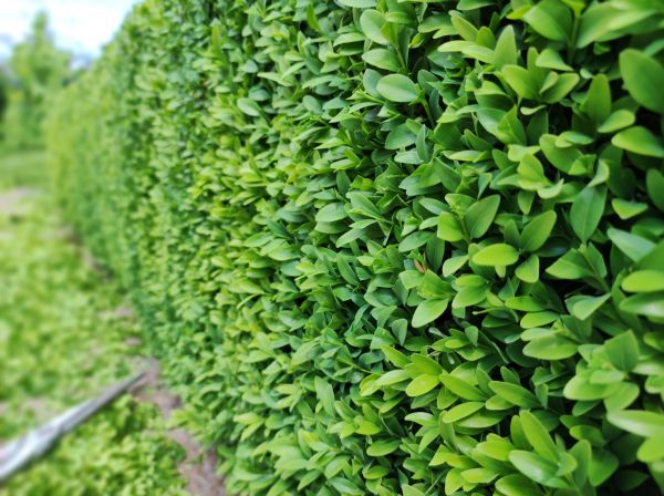 Cost of Boxwood Pruning in Olympia