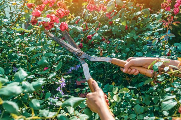Knockout Roses Pruning in Olympia
