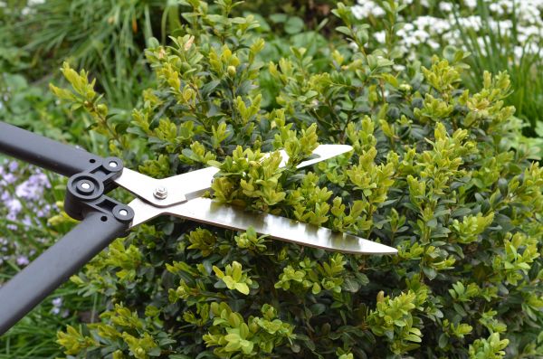 Boxwood Trimming Service