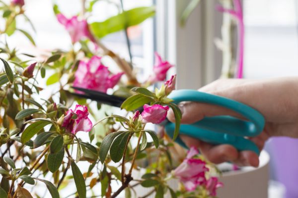 Azalea Pruning in Olympia