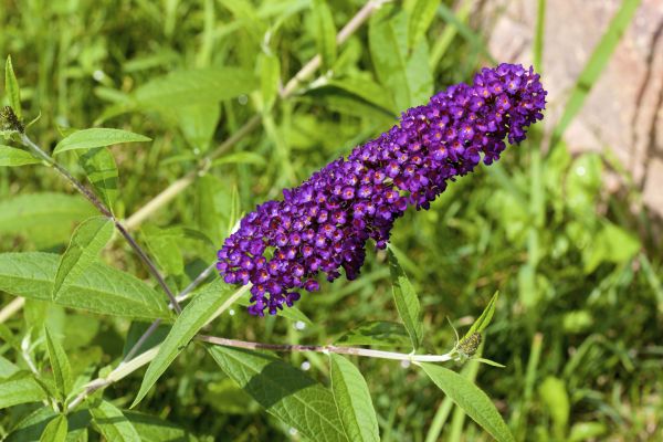 Butterfly Bush Pruning in Olympia