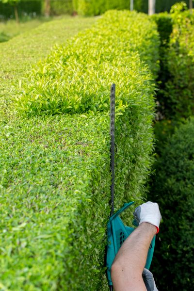 Hedge Trimming in Olympia