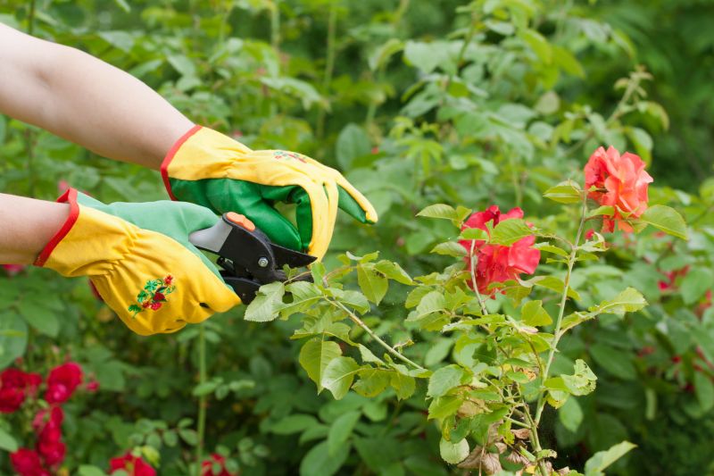 Rose Bush Pruning